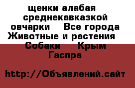 щенки алабая ( среднекавказкой овчарки) - Все города Животные и растения » Собаки   . Крым,Гаспра